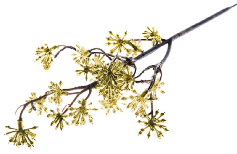 Vetvička MagicHome Vianoce, Sedum.Gold, zlatá, 14x30 cm, bal. 3 ks