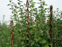Ty___Garden_Willow_130_cm__pr__ten____oporn___k_rastlin__m