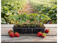 strawberry_plants